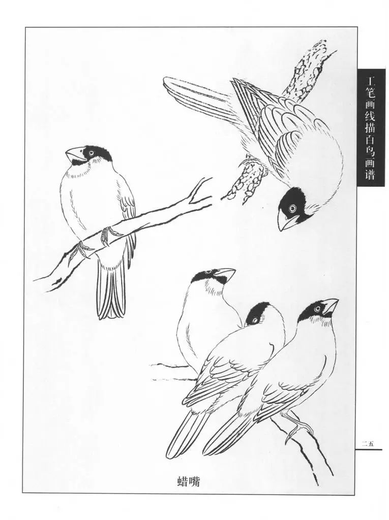 书画鉴赏丨国画技法工笔画鸟线描图