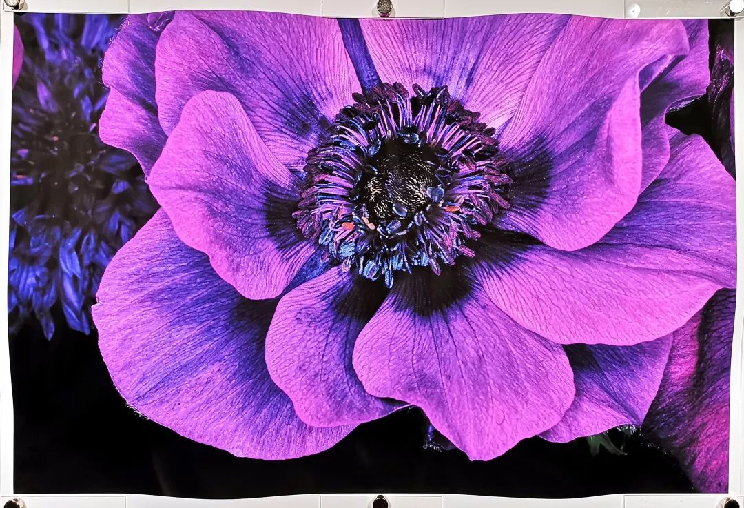 荒木经惟摄影展.花幽 | 南艺 #作品200p