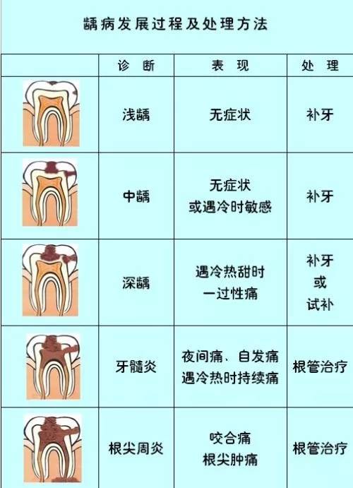 垂直要合理可以達40~50kg,而且牙齒的構造分為牙釉質,牙本質,牙骨質硬