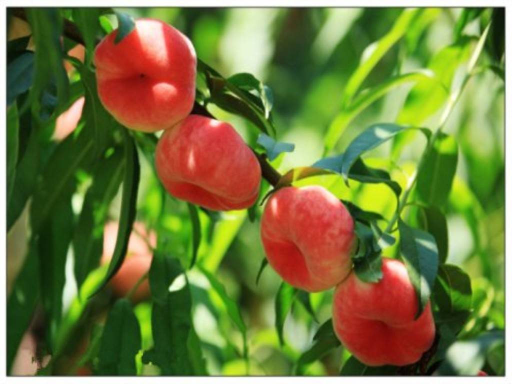 种好蟠桃,这些技术不能少!__凤凰网