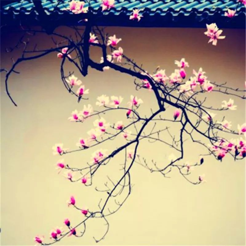 园林粉墙花影自重重