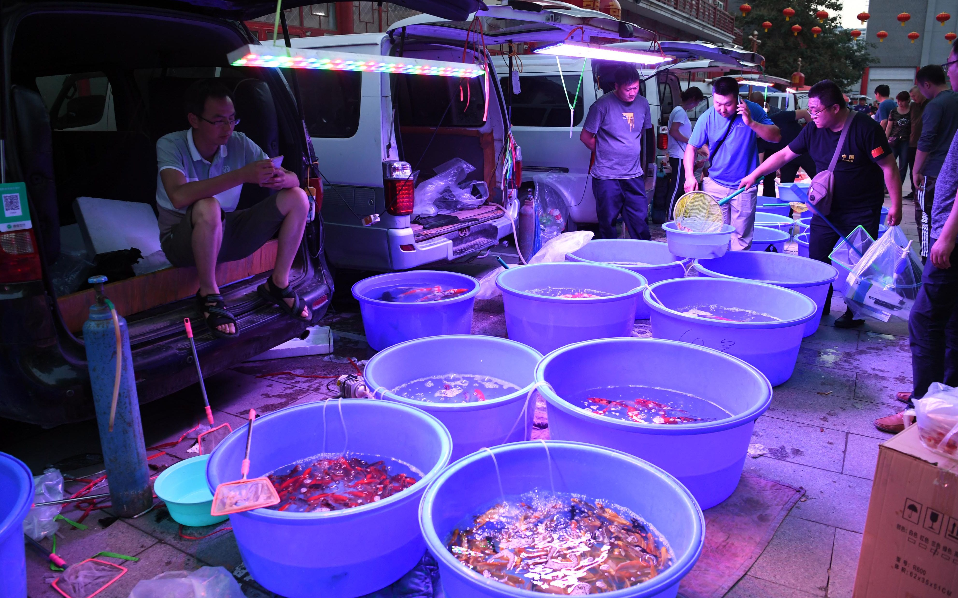 现场 丨 探访高碑店鱼市 从下午开始卖到深夜__凤凰网