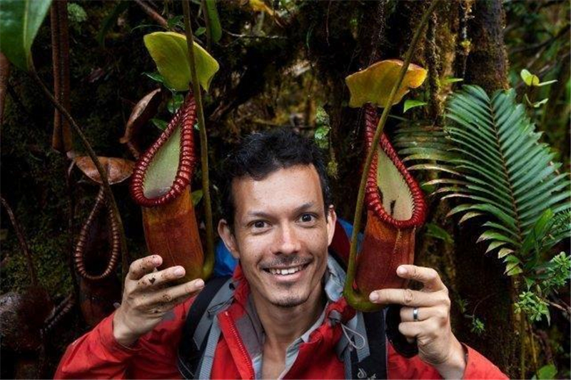 在婆罗洲马来西亚沙巴坦布幼昆山附近及基纳巴卢山特有