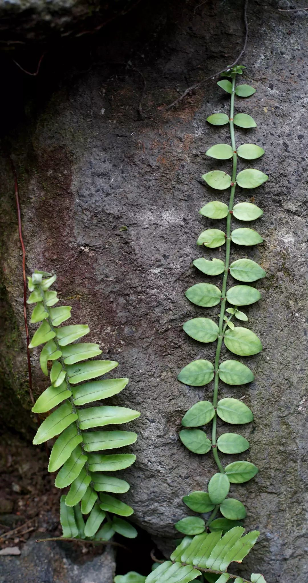 松杉柏迁徙到较高山或较干旱的地区,为了适应环境,叶片逐渐缩小,而