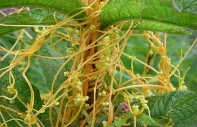 脚上如果长了像脚气一样的水泡,老一辈的人们就会采集黄丝藤和酢浆草