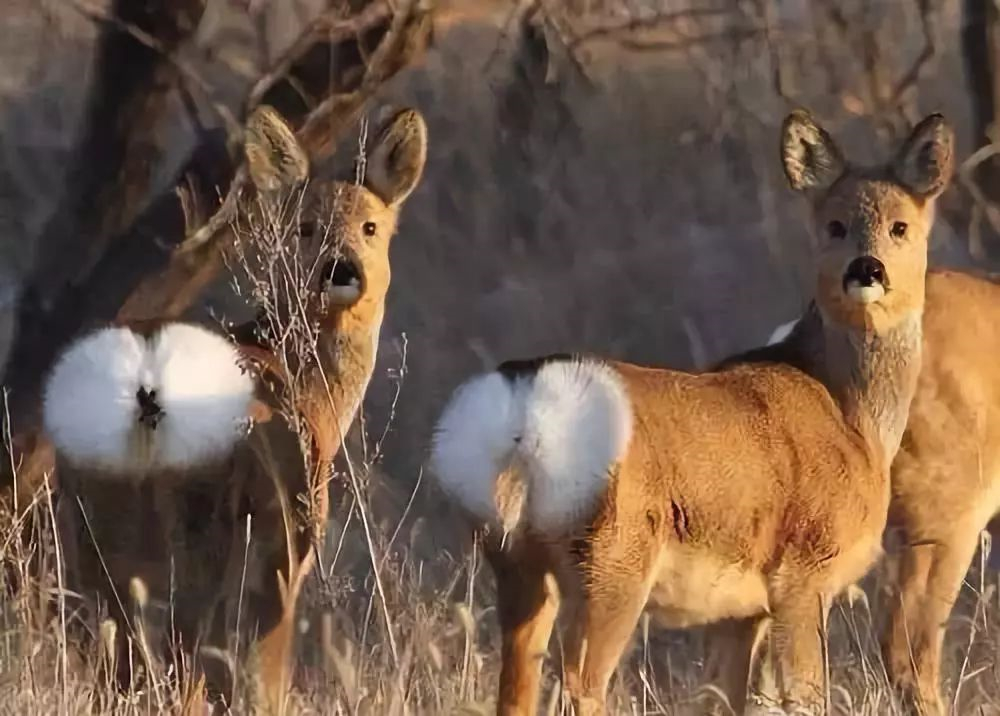 它是一种中小型鹿类,草食动物,被称为东北"神兽",又称矮鹿,野羊,属