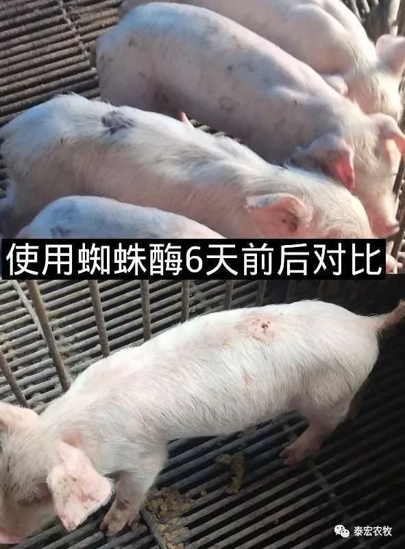 新方案,僵猪变宝贝,猪场利润增长10-15%!__凤凰网