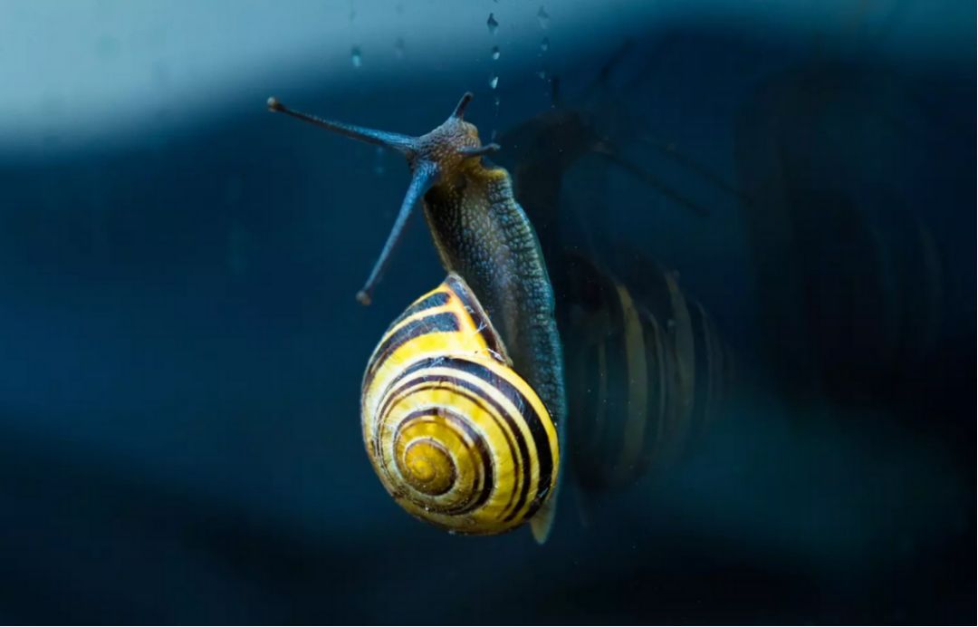 3m也甘拜下风研究人员受蜗牛黏液启发寻求可复用的超强胶水