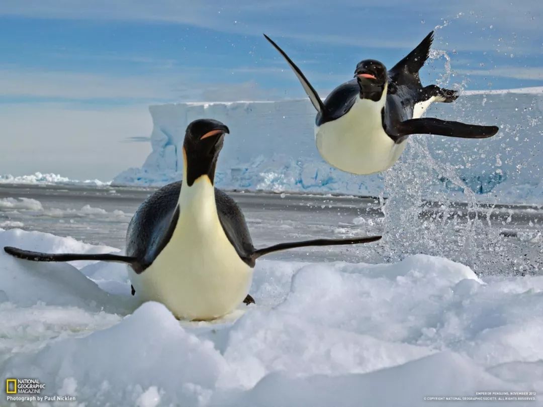企鹅放弃飞行是为了游泳