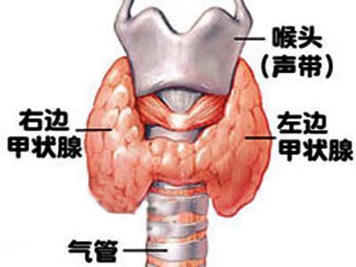 甲状腺做什么检查图片