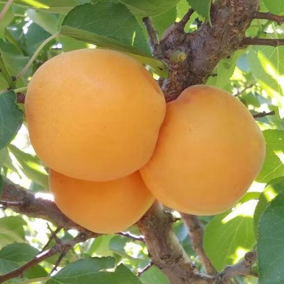 2019阳高县大吉杏乡村旅游采摘网络文化节将于7月5日开幕__凤凰网