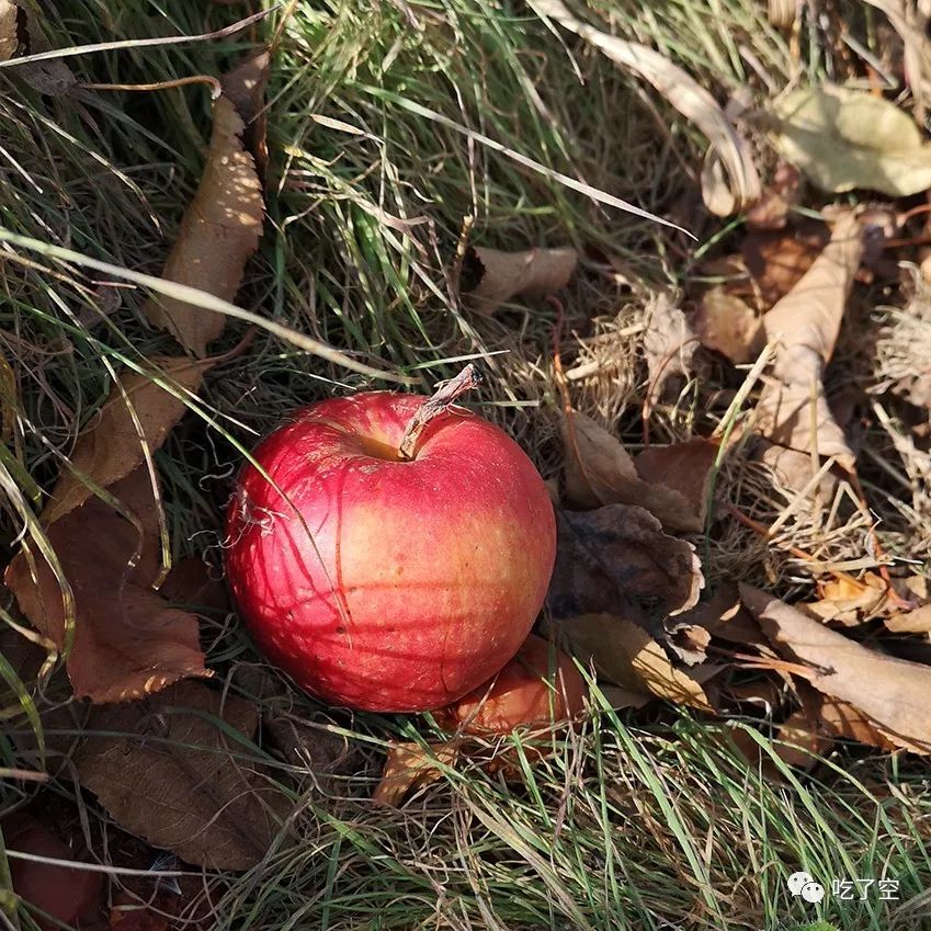 地上也落满了熟透的苹果.
