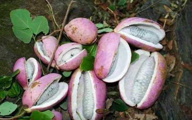 其果状似牛腰,口感胜香蕉 没品尝过此果简直是一大憾事