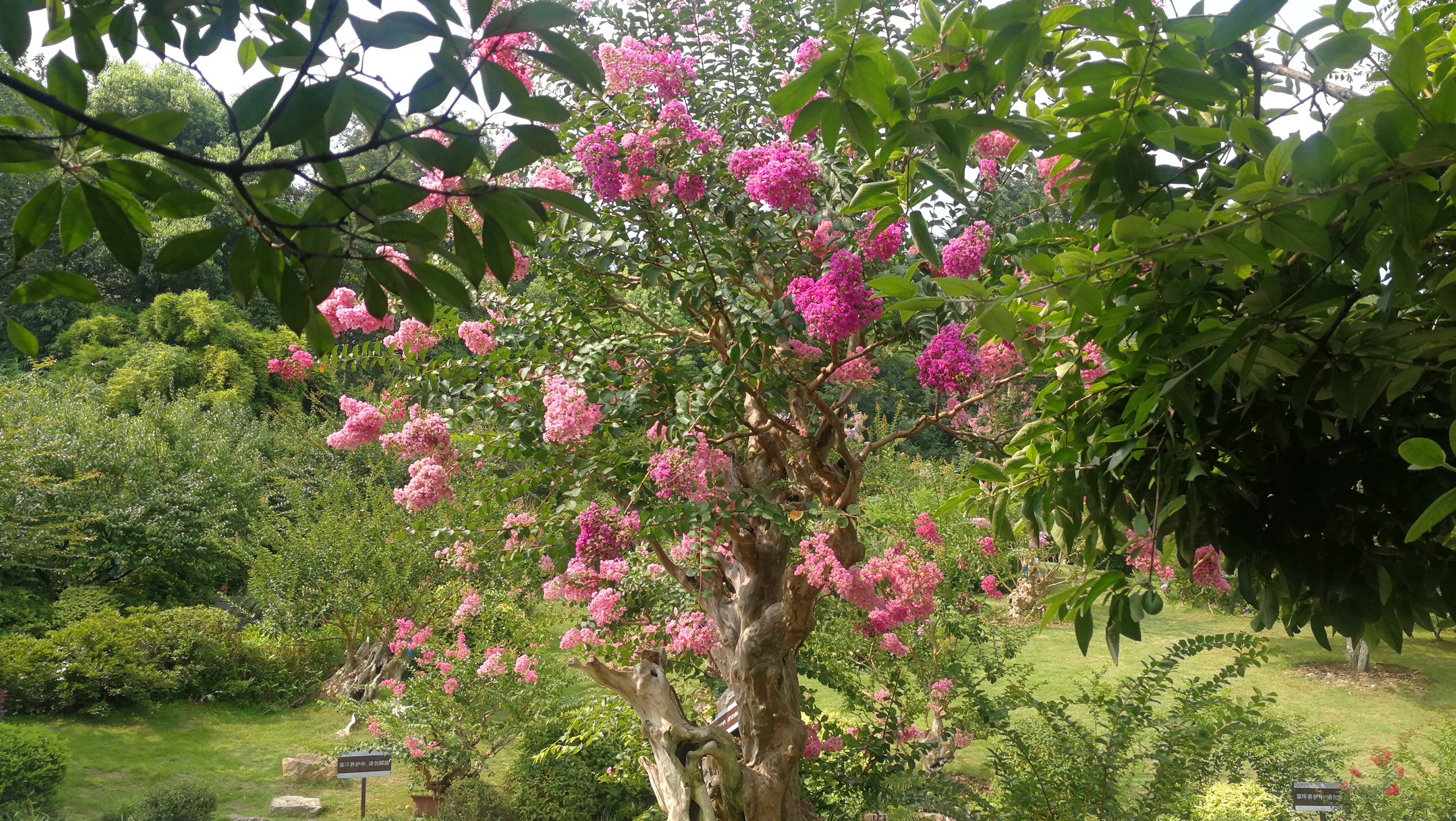 公园大课堂紫微花开百日红