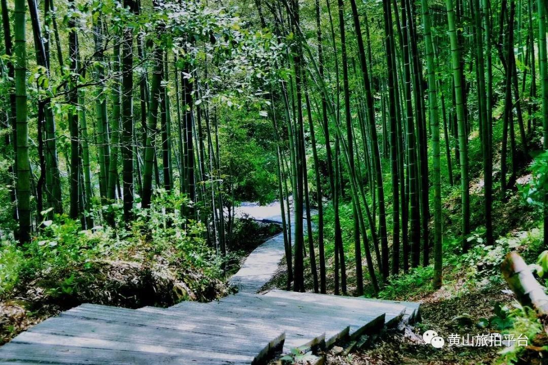 黄山旅拍天然氧吧木坑竹海