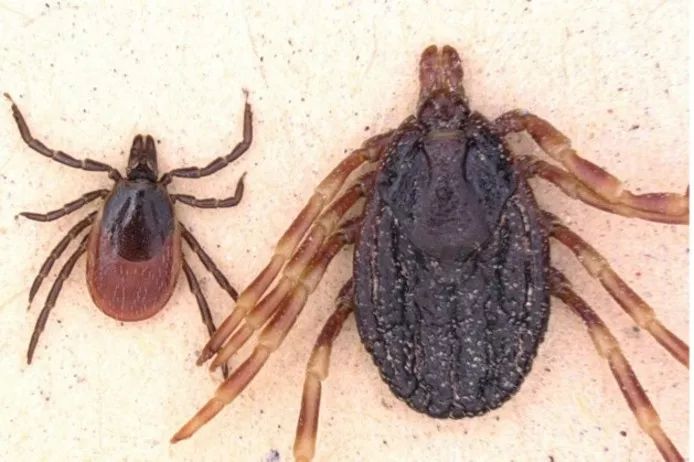 荷兰再次发现巨型蜱虫携带病菌可致命