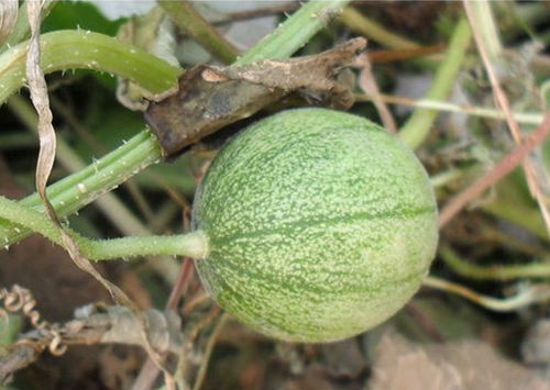 农村不起眼的"小西瓜",价格卖到40元一斤!__凤凰网