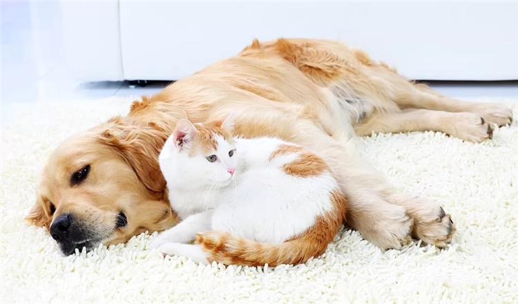猫狗双全就能让它们相亲相爱4个妙招教你让猫狗共处