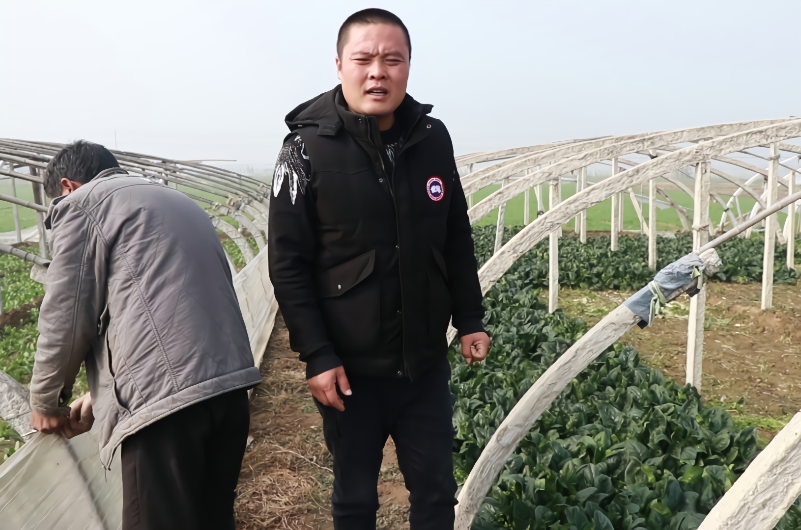 农村大叔种了5亩地的菠菜,价格愁住了大叔?大叔说扔都没有地方