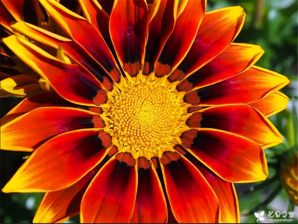 世界上最美丽的花是什么?樱花垫底,第一的是每个女孩心中的梦!