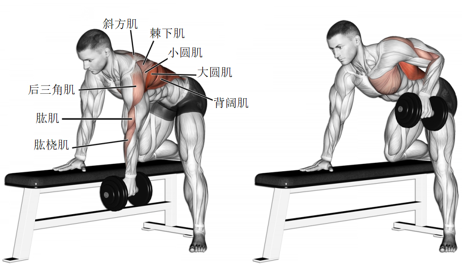 哑铃 俯身哑铃划船 bent over dumbbell row