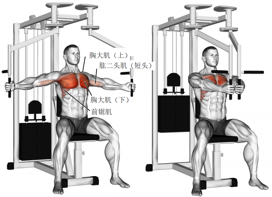 不知道怎麼練胸肌?這些【胸部】健身經典動作可以瞭解一下!