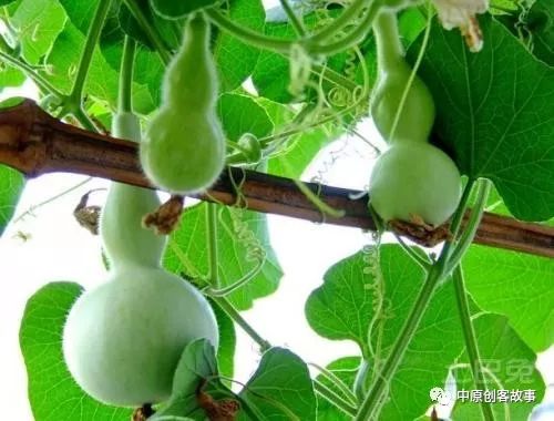 葫芦虽小年赚十万看宁陵县农民翟志伟的致富经