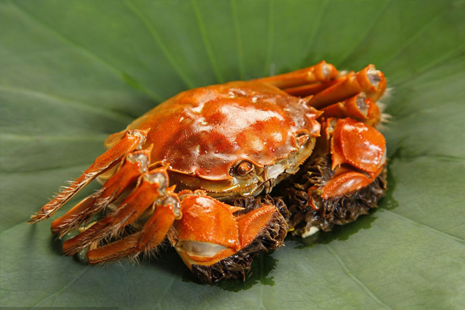 中国蟹品种大全图片