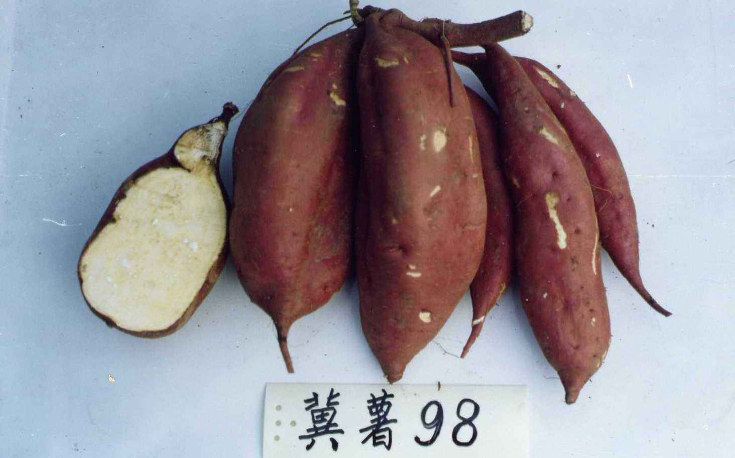 遗字138(俗称老红瓤):中国科学院遗传研究所1960年用胜利百号和南瑞苕