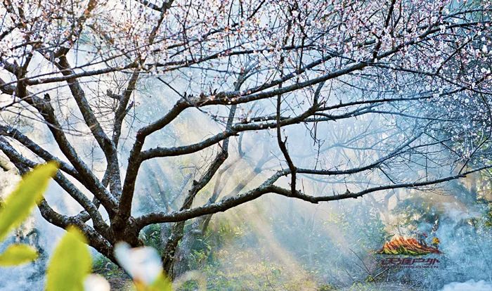 这个规模居国内之首的梅林,可满足你对雪的渴望!