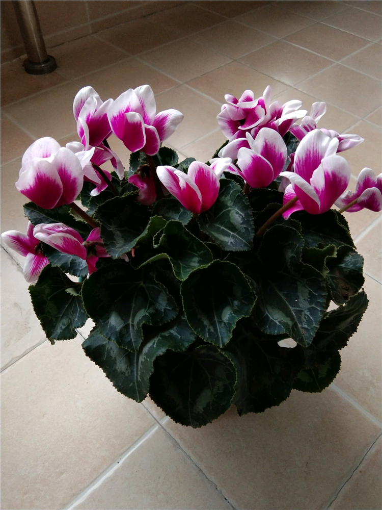 跟着老花匠养仙客来,学4招,花期超长,连开5个月!__凤凰网