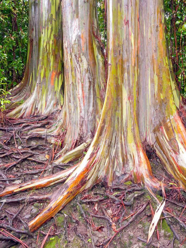 将彩虹披在身上的树到底有多美彩虹桉树告诉你