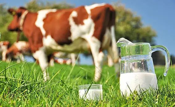 进口牛奶高级在天然放牧奶牛上?别被广告忽悠了! | 优恪测评