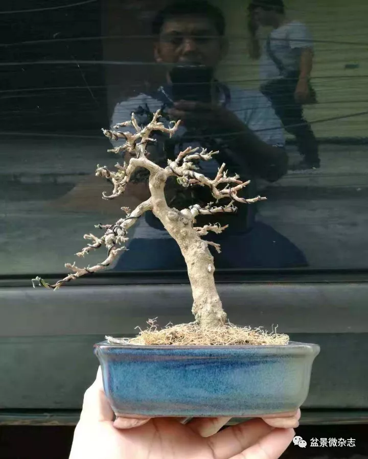 谭仁更我的盆景江湖我的癫狂人生