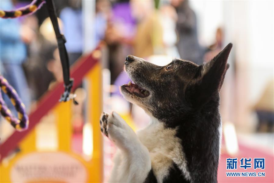 纽约 萌犬 亮相预热狗展 凤凰网