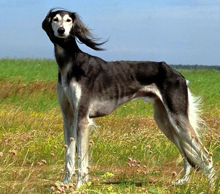品种名称:萨路基猎犬 英文名称:saluki 体型分类:大型 犬种分类