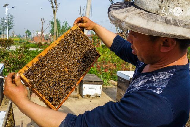 蜜蜂养殖情况 蜜蜂养殖生产记录