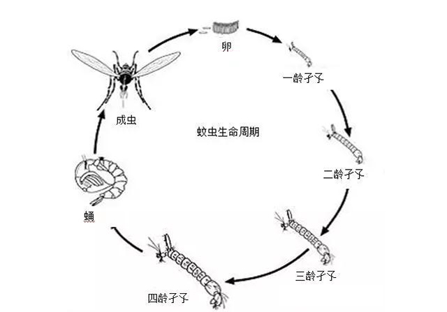 蚊虫是完全变态的昆虫,包括卵,幼虫(孑孓),蛹,成虫4个发育阶段