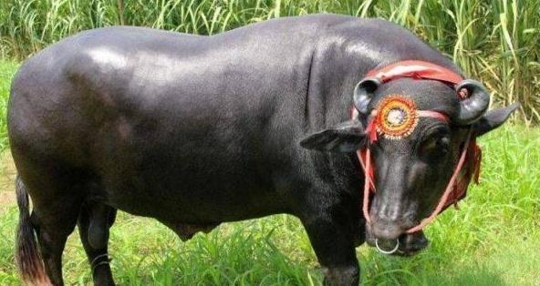 印度地位最高的牛,餐后喝威士忌,每月饲养花费高达数万元