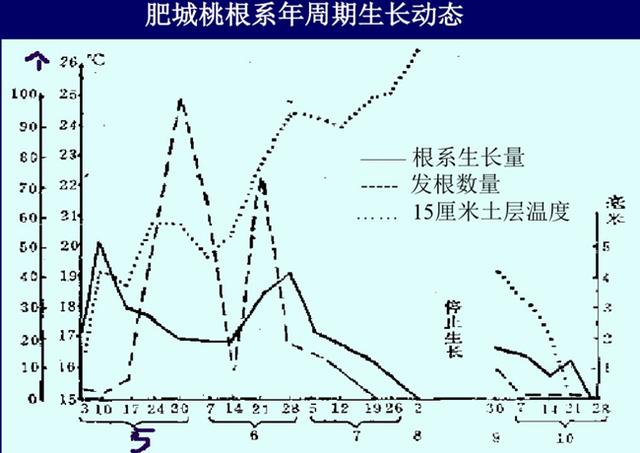 桃树栽培技术桃的生长结果习性