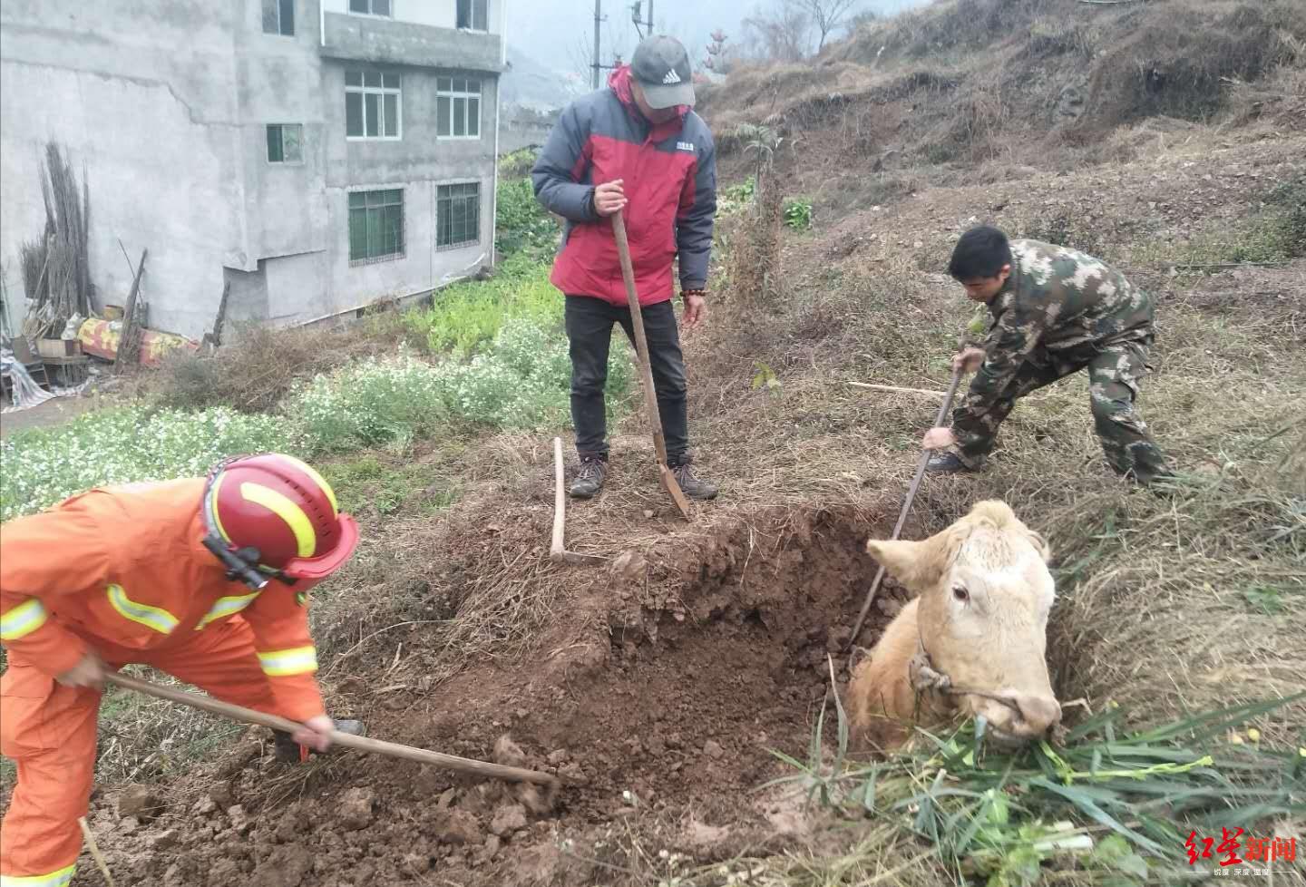 怀孕7月母牛被困深坑淡定吃草 众人挖坑3小时救出__凤凰网