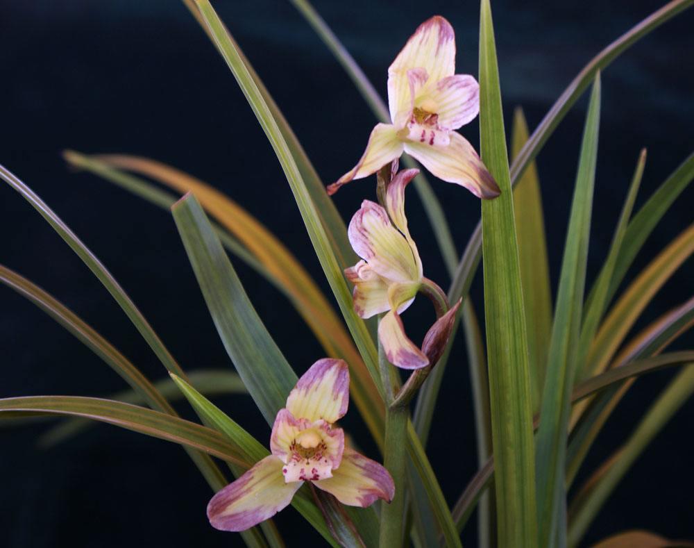 兰花春剑叶姿挺拔苍健,秀气非凡,颇具风韵__凤凰网