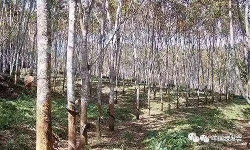 野蛮橡胶林侵蚀大象家园,景洪周边70%的山地雨林已被橡胶林替代 | 绿会志愿者生态纪行__凤凰网