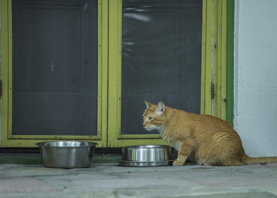 世界落日之都的海明威故居，为什么里面养的都是六趾猫