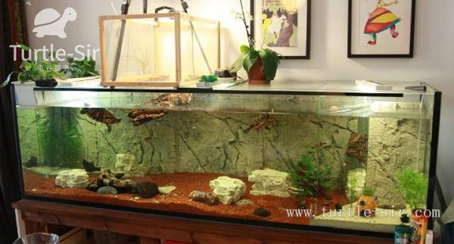 给龟缸"戴个绿帽子",减少龟缸换水次数小妙招「龟谷鳖老」