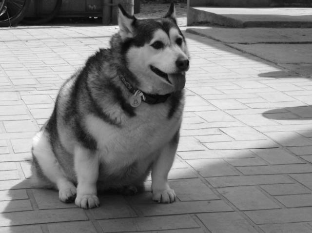 阿拉斯加胖乎乎的狗图片