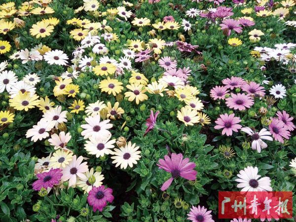 狮岭中学高二(4)班 陈梦婷/摄