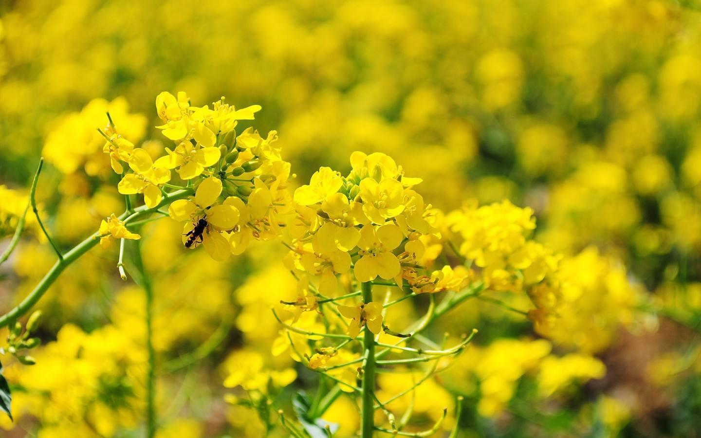 四川十大油菜花美景之地