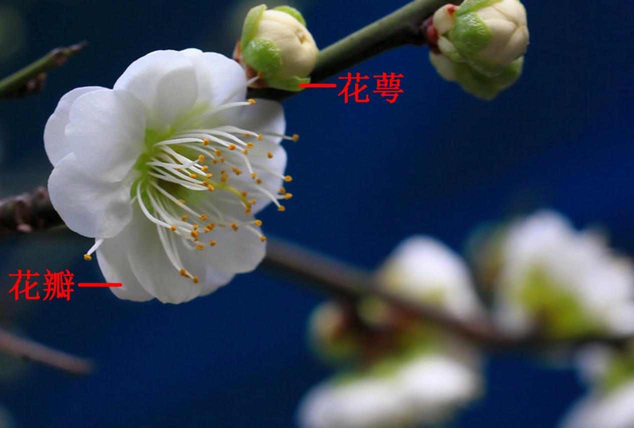 正是红梅花儿开的季节公园里还有白色梅花你要看仔细了