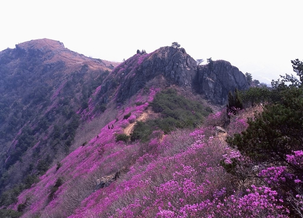 花期将至记岫岩映山红景区之行